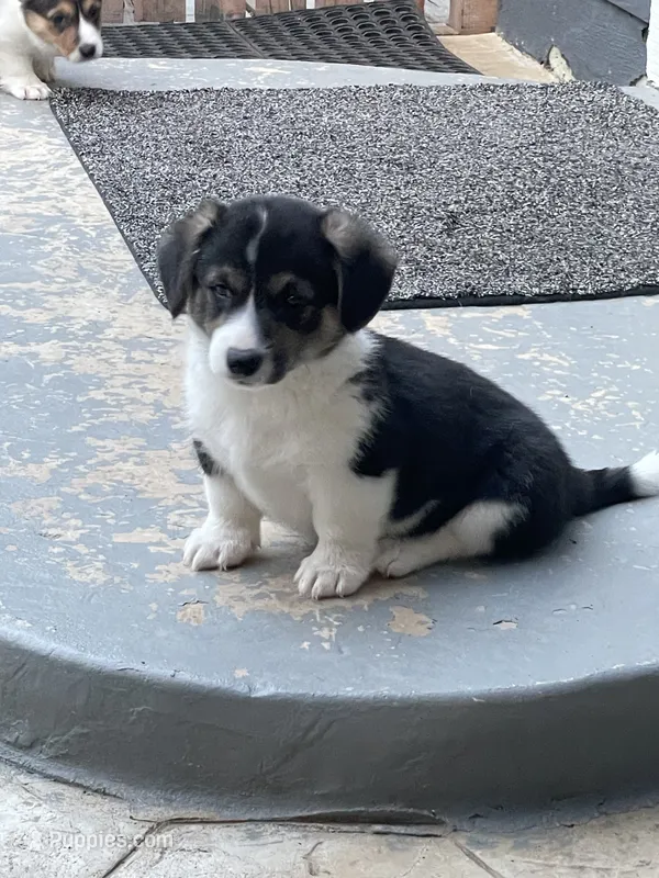 Theodore  – Pembroke Welsh Corgi puppy for sale in Brighton, CO