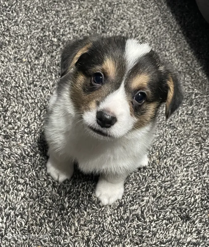 Olivia – Pembroke Welsh Corgi puppy for sale in Brighton, CO