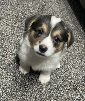 Olivia, a female Pembroke Welsh Corgi for sale in Brighton, CO – 1 of 6