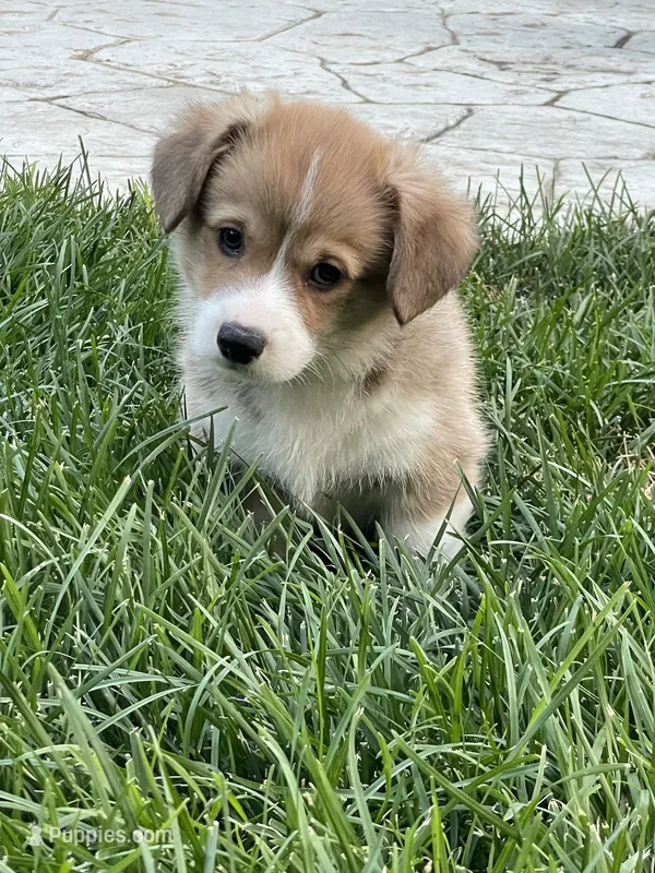 Milo – Pembroke Welsh Corgi puppy for sale in Brighton, CO