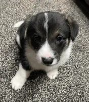 Theodore , a male Pembroke Welsh Corgi for sale in Brighton, CO – 5 of 7
