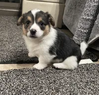 Olivia, a female Pembroke Welsh Corgi for sale in Brighton, CO – 6 of 6