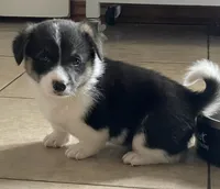 Theodore , a male Pembroke Welsh Corgi for sale in Brighton, CO – 2 of 7