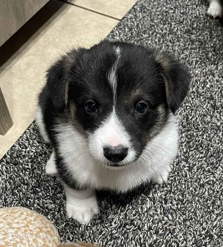 Theodore  – Pembroke Welsh Corgi puppy for sale in Brighton, CO