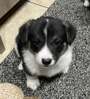 Theodore , a male Pembroke Welsh Corgi for sale in Brighton, CO – 1 of 7