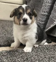 Olivia, a female Pembroke Welsh Corgi for sale in Brighton, CO – 3 of 6
