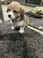 Milo, a male Pembroke Welsh Corgi for sale in Brighton, CO – 6 of 6