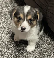 Olivia, a female Pembroke Welsh Corgi for sale in Brighton, CO – 5 of 6
