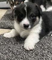 Theodore , a male Pembroke Welsh Corgi for sale in Brighton, CO – 3 of 7
