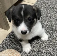 Theodore , a male Pembroke Welsh Corgi for sale in Brighton, CO – 4 of 7