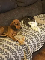 Jojo, a male Beagle and Miniature Dachshund for sale in Pellston, MI – 2 of 2