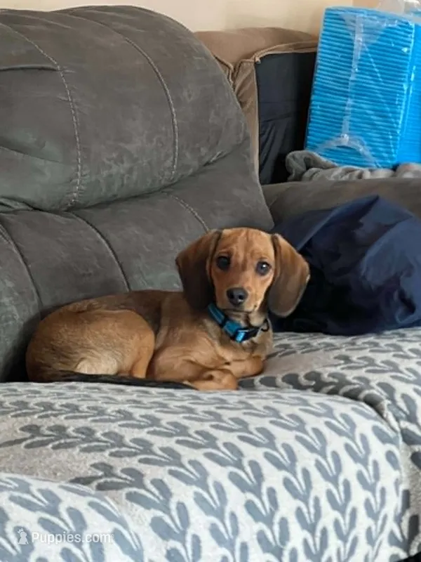 Jojo – Beagle, Miniature Dachshund puppy for sale in Pellston, MI