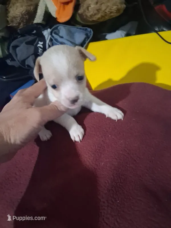Puppy  – Chihuahua puppy for sale in Wallace, NC