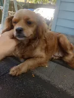 Chicken , a female Cavapoo and Cavalier King Charles Spaniel for sale in Mount Pleasant, SC – 5 of 10