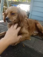 Chicken , a female Cavapoo and Cavalier King Charles Spaniel for sale in Mount Pleasant, SC – 6 of 10