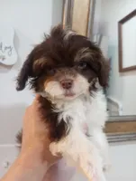 Melody , a female Shihpoo for sale in Mount Pleasant, SC – 3 of 7