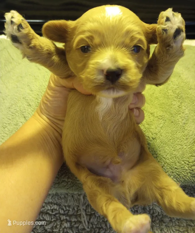 Rover – Cavapoo puppy for sale in Mount Pleasant, SC