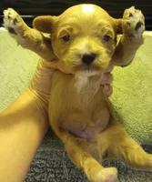 Rover, a male Cavapoo for sale in Mount Pleasant, SC – Photo 1 of 4