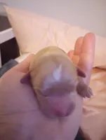 Rover, a male Cavapoo for sale in Mount Pleasant, SC – Photo 2 of 4