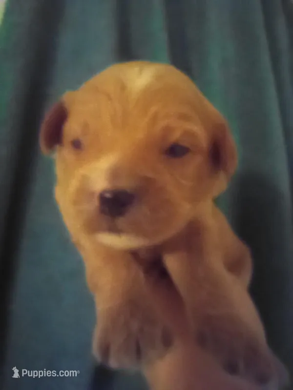 Rover – Cavapoo puppy for sale in Mount Pleasant, SC