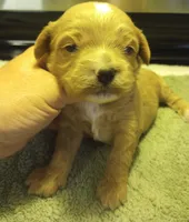 Rover, a male Cavapoo for sale in Mount Pleasant, SC – Photo 2 of 4