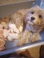 Rover, a male Cavapoo for sale in Mount Pleasant, SC – Photo 3 of 4