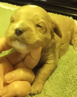 Rover, a male Cavapoo for sale in Mount Pleasant, SC – Photo 4 of 4