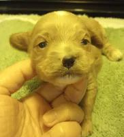 Rover, a male Cavapoo for sale in Mount Pleasant, SC – Photo 3 of 4