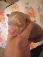 Rover, a male Cavapoo for sale in Mount Pleasant, SC – Photo 1 of 4