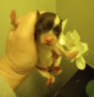 Shylo, a male Shihpoo for sale in Mount Pleasant, SC – Photo 3 of 4