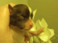 Shylo, a male Shihpoo for sale in Mount Pleasant, SC – Photo 2 of 4