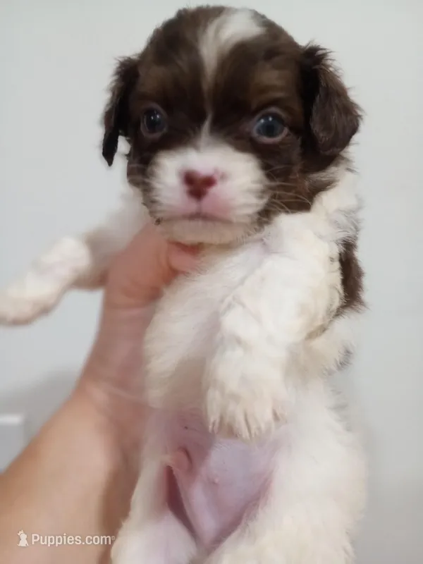 Shylo – Shihpoo puppy for sale in Mount Pleasant, SC