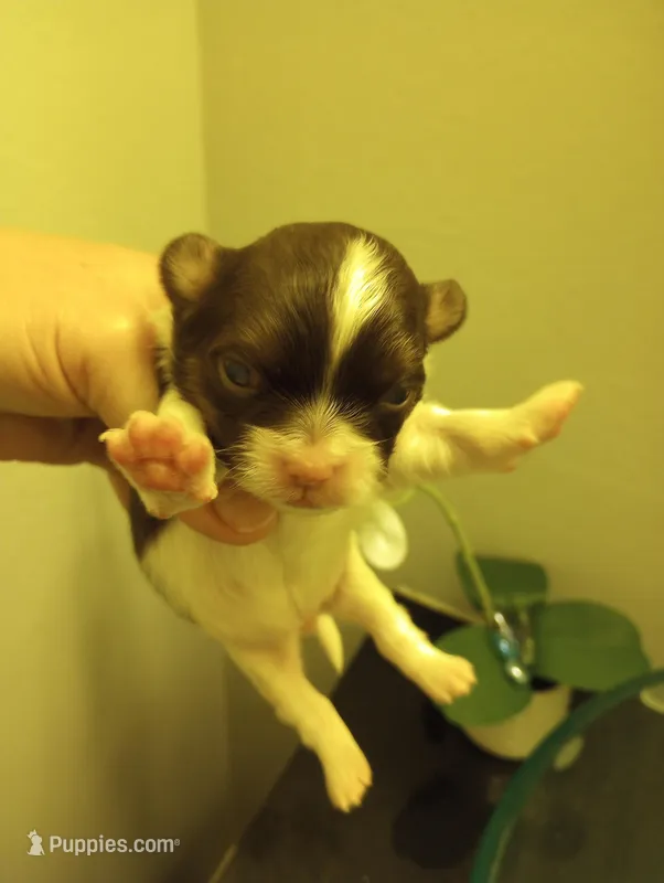 Shylo – Shihpoo puppy for sale in Mount Pleasant, SC