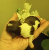 Shylo, a male Shihpoo for sale in Mount Pleasant, SC – Photo 4 of 4