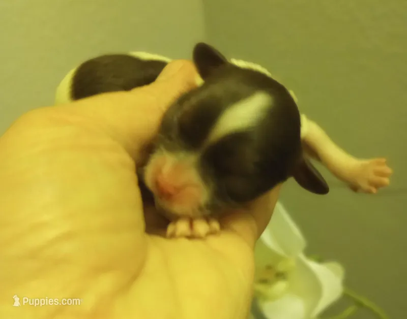 Shylo, a male Shihpoo for sale in Mount Pleasant, SC – Photo 1 of 4