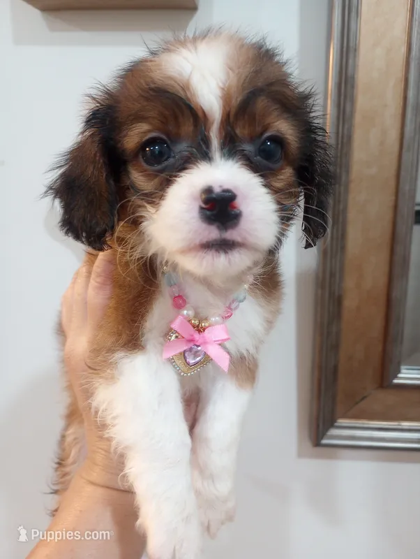 Tamara – Cavapoo puppy for sale in Mount Pleasant, SC