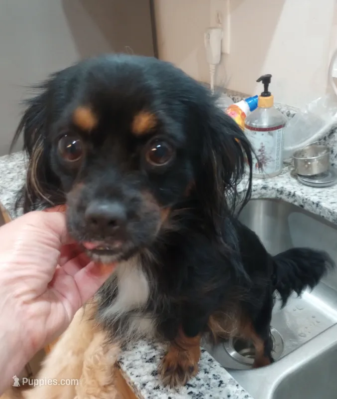 Rena – Cavalier King Charles Spaniel puppy for sale in Mount Pleasant, SC