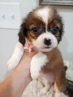 Tamara, a female Cavapoo for sale in Mount Pleasant, SC – 2 of 10