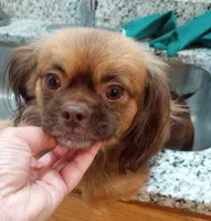 Dune, a female Cavalier King Charles Spaniel and Pekingese for sale in Mount Pleasant, SC – 2 of 3
