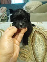 Terrace, a male Cavalier King Charles Spaniel for sale in Mount Pleasant, SC – 3 of 4