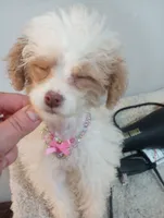 Julia, a female Cavapoo for sale in Mount Pleasant, SC – 3 of 6