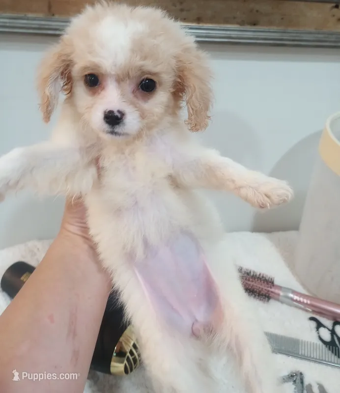 Mimi – Cavapoo puppy for sale in Mount Pleasant, SC