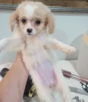 Mimi, a female Cavapoo for sale in Mount Pleasant, SC – 1 of 6