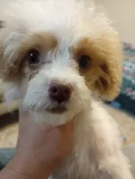 Spring, a female Cavapoo for sale in Mount Pleasant, SC – 7 of 10