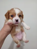 Tally, a female Cavalier King Charles Spaniel and Shih Tzu for sale in Mount Pleasant, SC – 4 of 8
