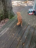 Chicken , a female Cavapoo and Cavalier King Charles Spaniel for sale in Mount Pleasant, SC – 10 of 10