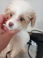 Julia, a female Cavapoo for sale in Mount Pleasant, SC – 4 of 6