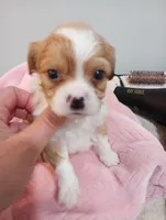 Tally, a female Cavalier King Charles Spaniel and Shih Tzu for sale in Mount Pleasant, SC – 1 of 8