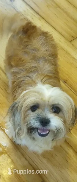 Sasha – Shihpoo, Shih Tzu puppy for sale in Mount Pleasant, SC