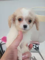 Mimi, a female Cavapoo for sale in Mount Pleasant, SC – 3 of 6